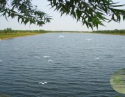 商河天气预报15天