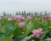 莲花天气预报15天