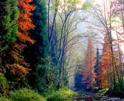 桑植天气预报10天