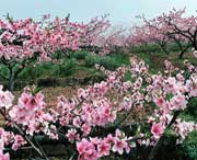 龙泉驿天气预报10天